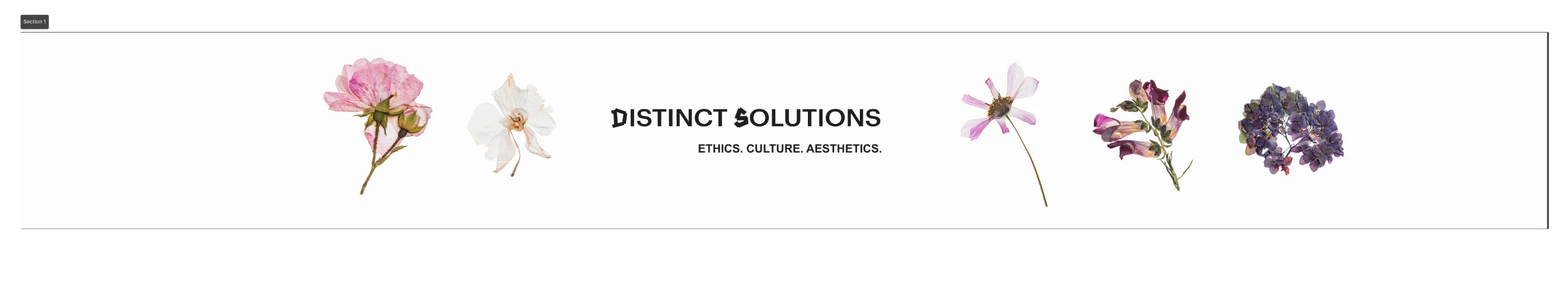 We are launching a creative agency – meet Distinct Solutions ✨
